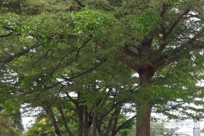 VỆ SINH ĐẸP TRƯỜNG, SẠCH LỚP.